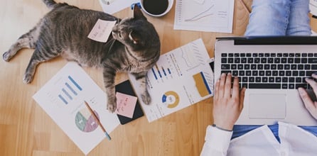 Person working on a laptop next to a cat.