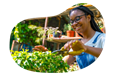 A gardener trims a plant.
